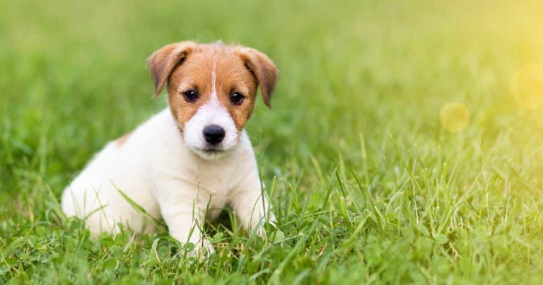 Calls for action to tackle ‘worrying’ puppy sale trends | Vet Times