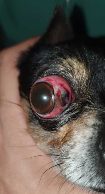 Figure 2. Traumatic proptosis. The equator of the globe is in front of the lids, and the dog is unable to blink. Subconjunctival haemorrhage and avulsion of the medial rectus (leading to lateral strabismus) are also evident.