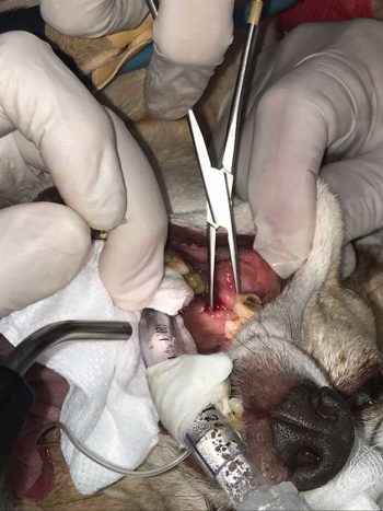 Figure 6. Draining of a retrobulbar abscess through an incision behind the last upper molar tooth.