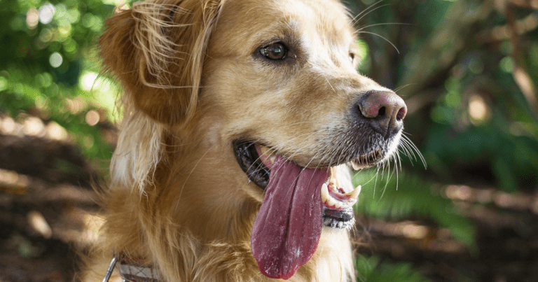 Breathe easy – lower respiratory tract disorders | Vet Times