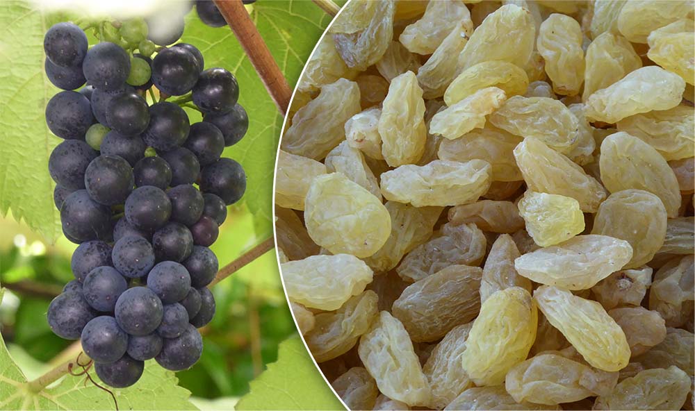 why-do-grapes-cause-renal-failure-in-dogs