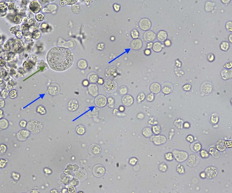 Urine sediment findings in a dog