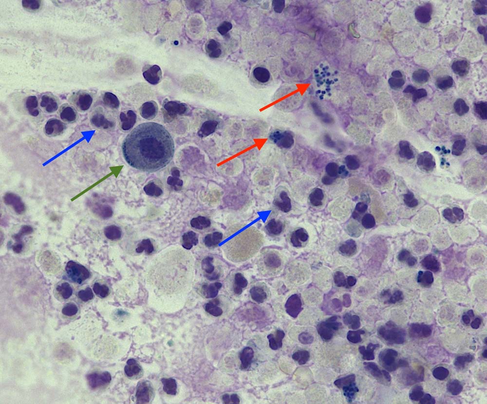 Urine sediment findings in a dog