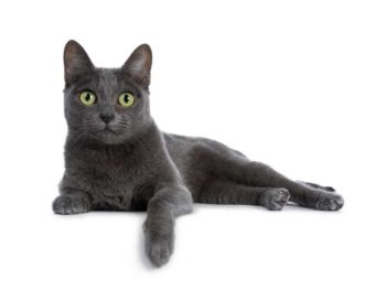cat Image: © Nynke / Adobe Stock