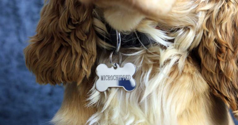 Identichip top collar tag