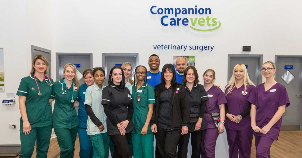 Companion care vets sales near me