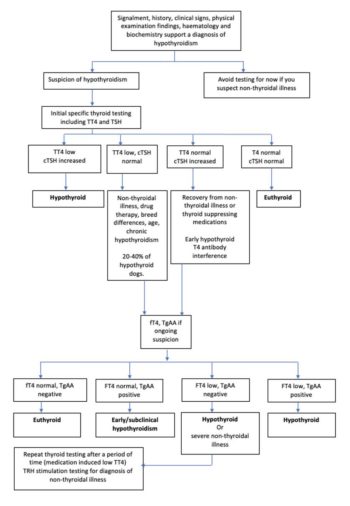 Figure 1. A step-wise approach to the diagnosis of canine hypothyroidism.