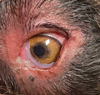 Figure 11. Allergic conjunctivitis.