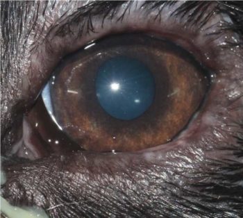 Figure 2. Bacterial conjunctivitis in a puppy.