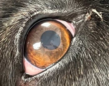 Figure 3. Subtle bacterial conjunctivitis in an adult dog. Mild bulbar conjunctival hyperaemia is present.