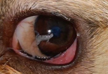 Figure 4. Keratoconjunctivitis sicca.