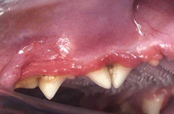 Figure 1. Example of gemination in a domestic shorthair cat. Due to the malformation of this tooth, the gingiva was unable to form a full seal around the tooth, which predisposed it to accelerated periodontal disease development. Image: Andrea Gramser