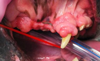 Figure 10. Combination of gingival hyperplasia and multiple peripheral odontogenic fibromas in a boxer. This combination of oral pathology is common in this breed, but it is impossible without biopsy to know if and where the fibromas are present. This is of importance for further monitoring and preparing the owner for the likelihood of further procedures.
