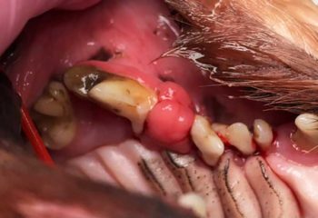 Figure 11. This mass in a nine-year-old cavalier King Charles spaniel was considered to be potentially invasive due to its location, displacement of teeth and bone loss evident on radiographs. A biopsy was taken, which revealed fibrous changes secondary to chronic inflammation with no evidence of neoplastic disease (related to severe end-stage periodontal disease of the premolars in this area). Extractions could, therefore, be safely performed during a second procedure a few weeks later without need for further resection of the mass. This highlights the importance of biopsy for definitive diagnosis and guidance of treatment recommendations.