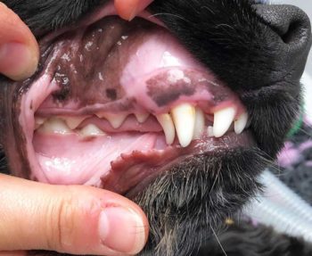 Figure 2. Persistent deciduous maxillary canine tooth in a six-month-old dog. As a result, the permanent maxillary canine is mesially displaced, limiting the ability of the permanent mandibular canine to erupt in its normal position. As a result, the mandibular canine is linguoverted and causing palatal trauma. Timely extraction of the deciduous tooth followed by ball therapy resolved the malocclusion in this dog. Note that due to the proximity of the deciduous tooth to its permanent successor, the gingiva is unable to form a full seal around the individual teeth, which predisposes both teeth to accelerated periodontal disease development.