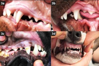 Figure 3. The four types of malocclusion. 3a. Class I malocclusion – displacement of a tooth with normal jaw length relationships. 3b. Class II malocclusion – mandibles relatively shorter than maxilla. 3c. Class III malocclusion – mandibles relatively longer than maxilla. 3d. Class IV malocclusion – in this case, the left mandible is longer than the left maxilla and then right mandible is shorter than the right maxilla.