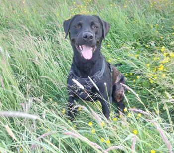 Milo. Image: © Vets Now