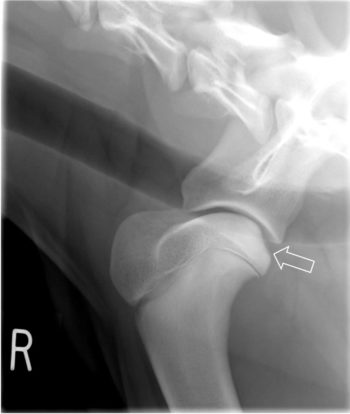 Figure 1. Osteochondritis dissecans of the humeral head (arrow) in a seven-month-old border collie. Note the less than ideal superimposition of the trachea on the shoulder joint; however, this did not impede diagnosis in this case.