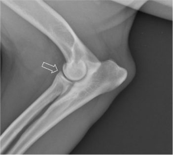 Figure 3b. Neutral mediolateral view highlighting radial head (arrow).