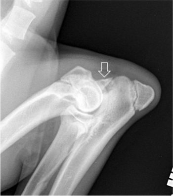 Figure 5. United anconeal process in a 4.5-month-old Irish wolfhound.