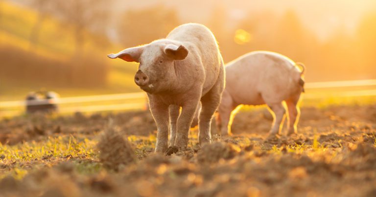 In-water vaccines can pay dividends for pigs and poultry | Vet Times