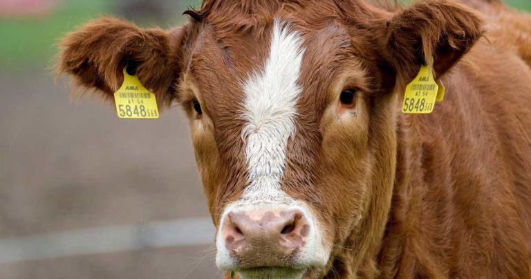 Cattle lungworm treatment survey launches | Vet Times