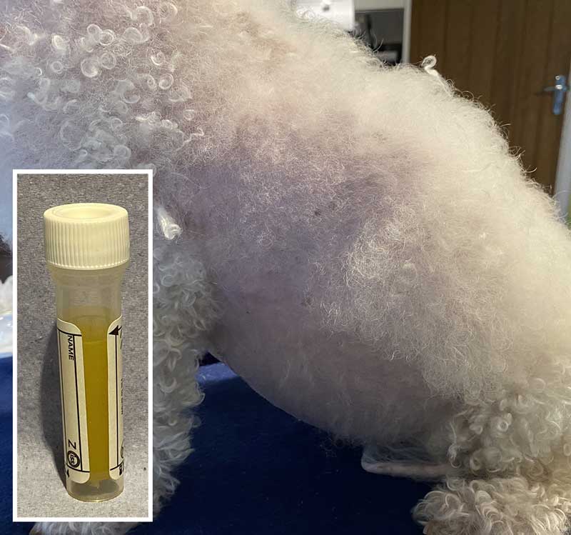 Figure 2. A dog with ascites and (inset) a plain tube of the fluid taken for diagnosis.