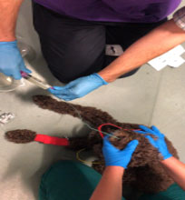 Figure 2. A dog with delayed gastric emptying and ileus having an nasogastric tube placed to have gastric contents drained.