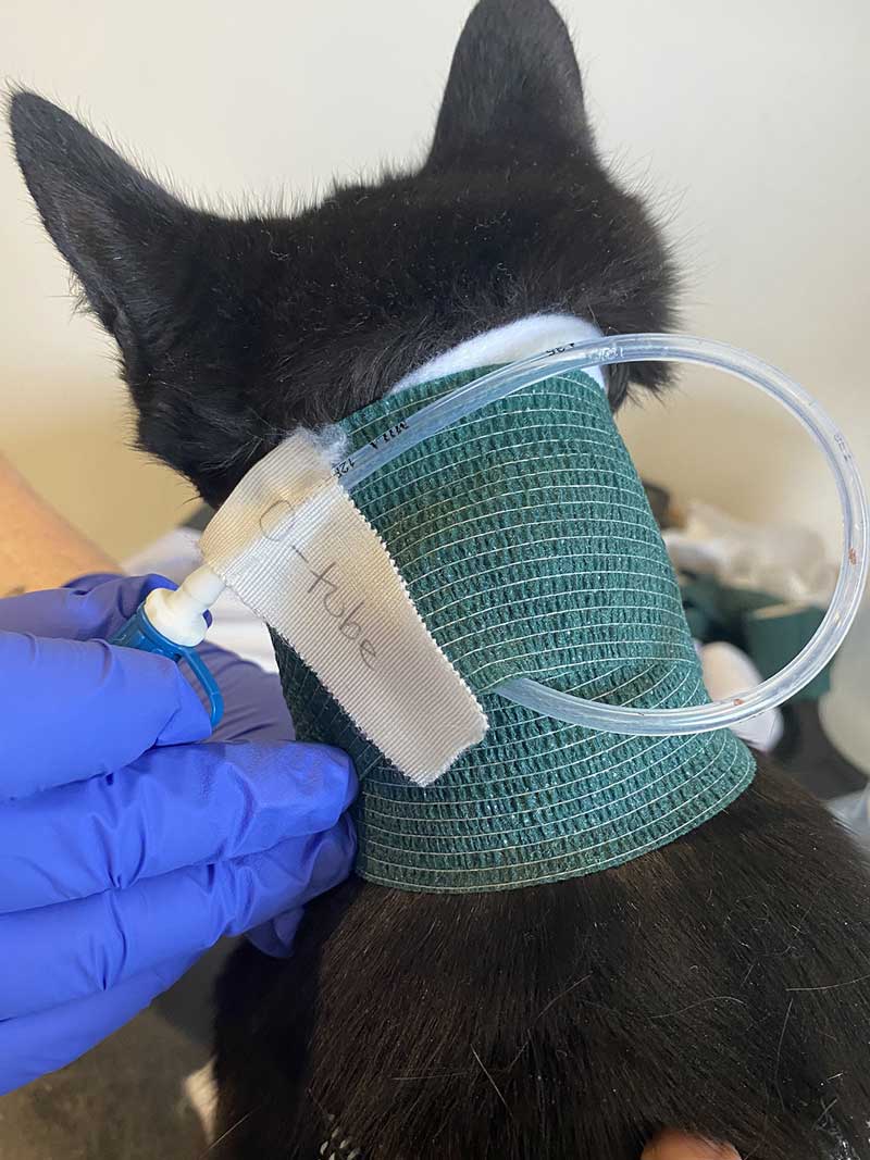 Figure 3. A cat with a labelled oesophagostomy tube in place.