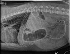 Figure 7. Jejunostomy tube. Image: Texas A&M Veterinary Medical Teaching Hospital