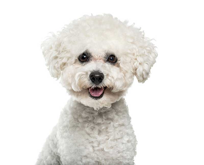 poodle Image: Eric Isselée / Adobe Stock