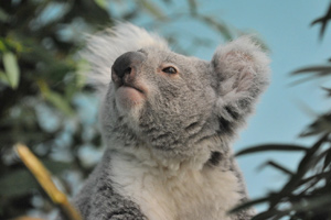 alinga-koala.jpg