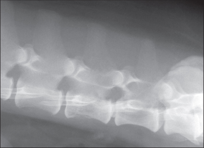 Malignant or benign? Diagnosis from radiographic features of bone ...