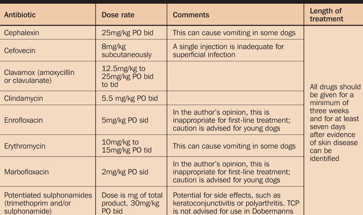 WHEN ARE ANTIBIOTICS NEEDED? | Vet Times