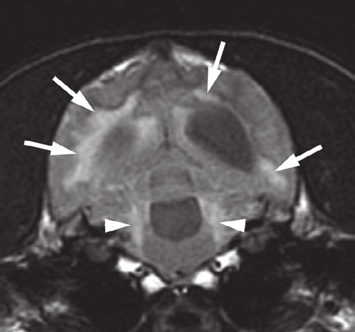 HYDROCEPHALUS IN DOGS AND CATS | Vet Times