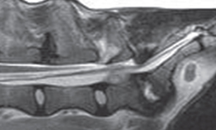 CANINE LUMBOSACRAL DISEASE | Vet Times