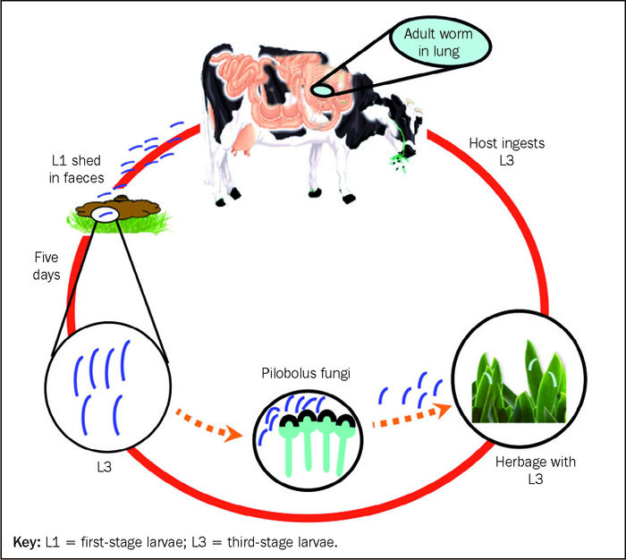 GROWING ECONOMIC BACKLASH DEMANDS LUNGWORM AWARENESS | Vet Times