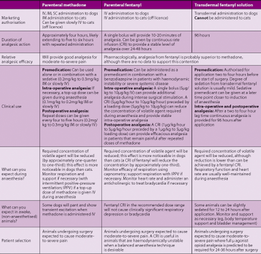 Perioperative pain management developments in cats and dogs | Vet Times