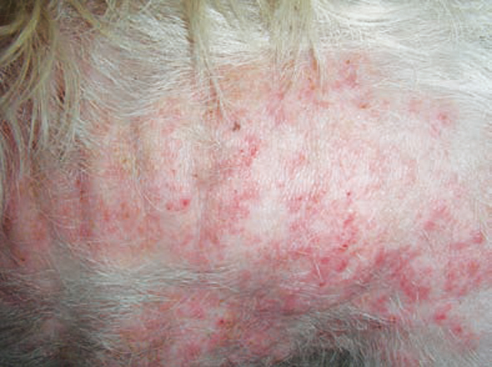 LATEST THINKING ON ATOPIC DERMATITIS IN CATS AND DOGS | Vet Times