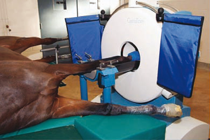 LATEST ADVANCES IN EQUINE DIAGNOSTIC IMAGING OPTIONS | Vet Times