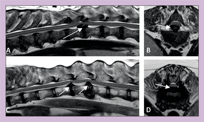 Neurological presentations for companion animals: use of MRI | Vet Times